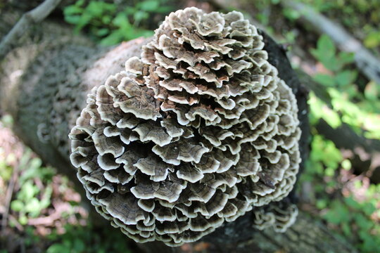 A sample of Turkey Tail (Trametes Versicolor) in the Polypore family, growing in Ontario Canada. -Captured by MIROFOSS.