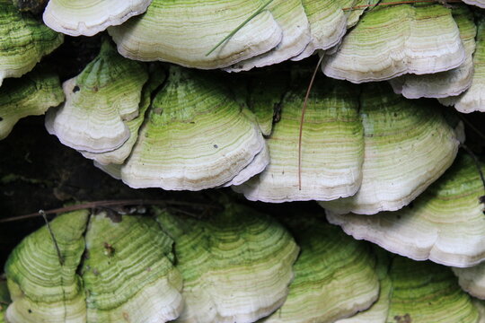 A sample of Violet Toothed Polypore (Trichaptum Biformis) in the Polypore family, growing in Ontario Canada. -Captured by MIROFOSS.