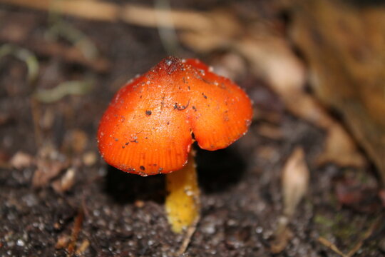 A sample of Witches Cap (Hygrocybe Conic) in the Waxy Cap family, growing in Ontario Canada. -Captured by MIROFOSS.