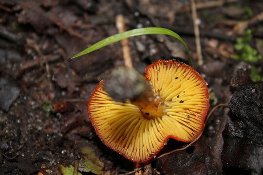 A sample of Witches Cap (Hygrocybe Conic) in the Waxy Cap family, growing in Ontario Canada. -Captured by MIROFOSS.