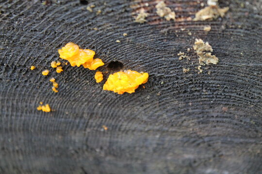 A sample of Witches Butter (Tremella Mesenterica) in the Jelly Fungus family, growing in Ontario Canada. -Captured by MIROFOSS.