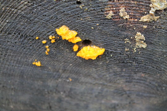 A sample of Witches Butter (Tremella Mesenterica) in the Jelly Fungus family, growing in Ontario Canada. -Captured by MIROFOSS.