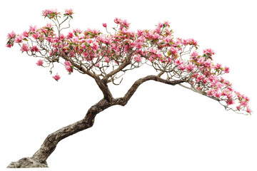 Beautiful Blooming Pink Cherry Blossom Tree with Graceful Branches