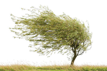 Wind Blown Tree in Natural Landscape Against Clear Sky Background