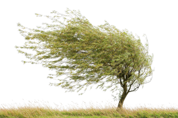 Wind Blown Tree in Natural Landscape Against Clear Sky Background