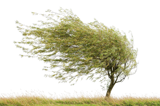 Wind Blown Tree in Natural Landscape Against Clear Sky Background