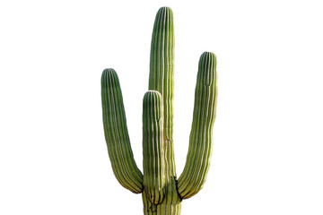 Tall Saguaro Cactus Against Clear Sky in Desert Landscape Setting