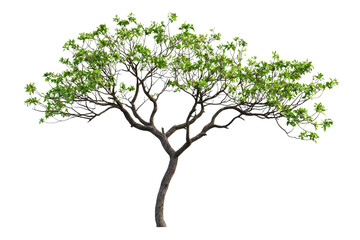 Obraz premium Beautiful Green Tree with Lush Foliage Isolated on a Transparent Background