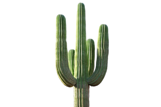 Tall Green Cactus with Multiple Arms Isolated on White Background