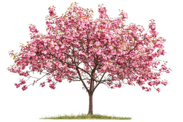 Beautiful flowering pink tree with vibrant blossoms in springtime setting