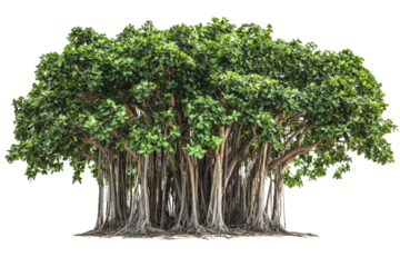 Lush Tropical Banyan Tree with Vibrant Green Foliage and Aerial Roots