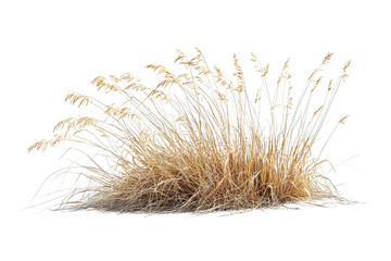 Lush golden grass clump revealing the beauty of natural landscapes
