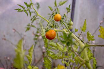 organic tomatoes for our consumption