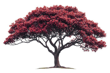 Majestic Tree with Vibrant Red Foliage and Elegant Branch Structure