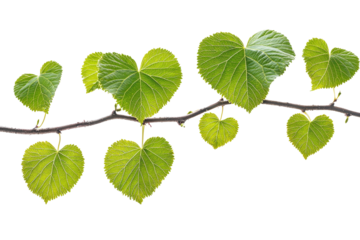 Heart-Shaped Green Leaves on Vine Against White Background