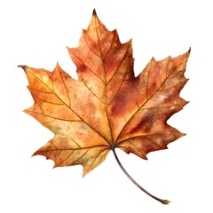 Obraz premium Autumn Maple Leaf