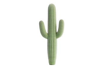 Tall Green Cactus with Vertical Stripes Isolated on White Background