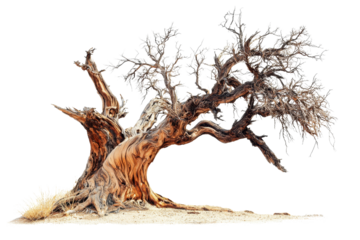 Old twisted tree with gnarled branches against a white background