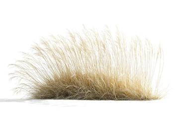 Dry Grass Spikelet Bundle on White Background for Nature Photography