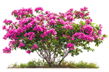 Vibrant Bougainvillea Bush with Bright Pink Flowers in Full Bloom
