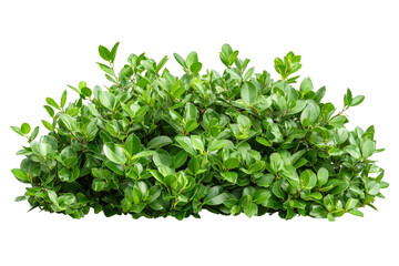 Obraz premium Lush Green Foliage with Vibrant Leaves Ideal for Nature Backgrounds