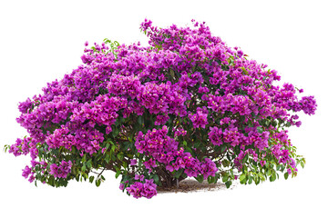 Vibrant Bougainvillea Plant in Full Bloom with Lush Green Foliage