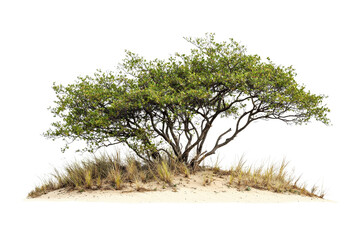 Small isolated tree on sand dune with grass in natural coastal environment