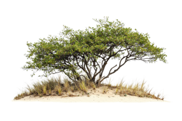 Small isolated tree on sand dune with grass in natural coastal environment
