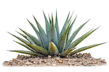 Fototapeta premium Green Agave Plant with Sharp Leaves Against White Background in Garden Setting