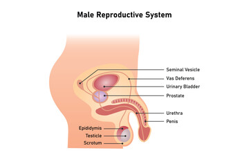 Male Reproductive System Science Design. Vector Illustration.