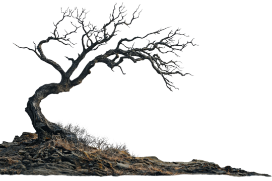 Lonely Gnarled Tree on Rocky Ground with Sparse Grass and Twisted Branches