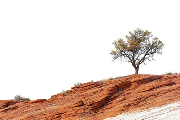 Lone Tree on Red Rock Cliff Against Clear Sky in Natural Landscape