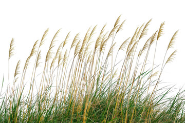 Graceful Tall Grass Stems Swaying in Gentle Breeze Against Dark Background