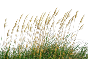 Graceful Tall Grass Stems Swaying in Gentle Breeze Against Dark Background
