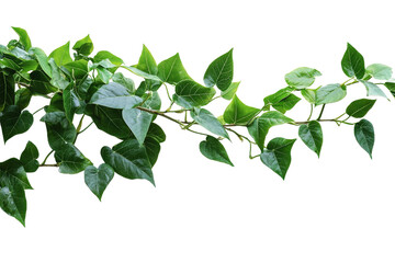 Lush Green Ivy Vine with Vibrant Leaves on a Transparent Background