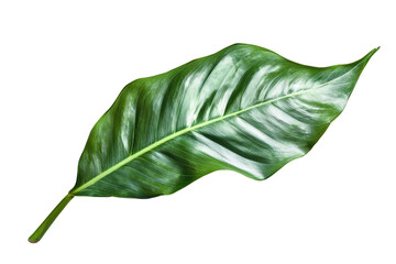 Fototapeta premium Large Tropical Leaf with Glossy Texture on Transparent Background