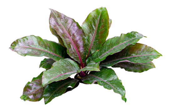 Vibrant Green Indoor Plant with Glossy Leaves and Purple Undersides