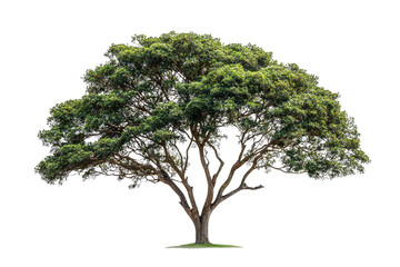 Obraz premium Lush Green Tree with Spreading Branches Isolated on a White Background