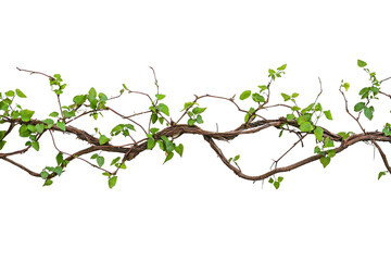 Green Vine with Fresh Leaves Twisting Along a Wooden Surface