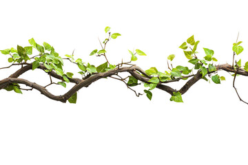 Lush Green Ivy Vine Twisting Along Brown Decorative Wand with Leaves