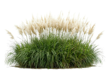 Elegant Pampas Grass Arrangement on Isolated Background for Decorative Use