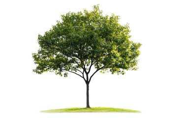 Obraz premium Lush Green Tree Standing Alone on a Grass Patch with Clear Background