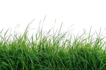 Obraz premium Lush Green Grass Grown in a Natural Environment with Clear Background