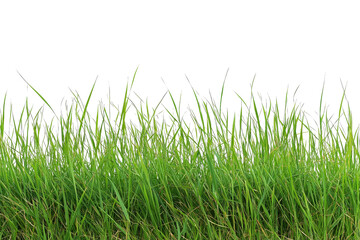 Fototapeta premium Lush Green Grass with Vibrant Blades on Isolated Black Background