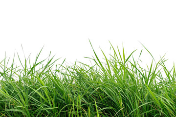 Obraz premium Lush Green Grass with Vibrant Blades and Natural Textures for Backgrounds