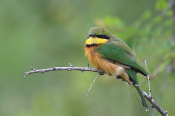 Zwergspint / Little bee-eater / Merops pusillus