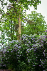 Abundant Lilac Bushes in Full Bloom During Springtime Outdoors