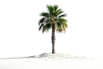Isolated Palm Tree on Sandy Beach with Clear Background for Tropical Vibe