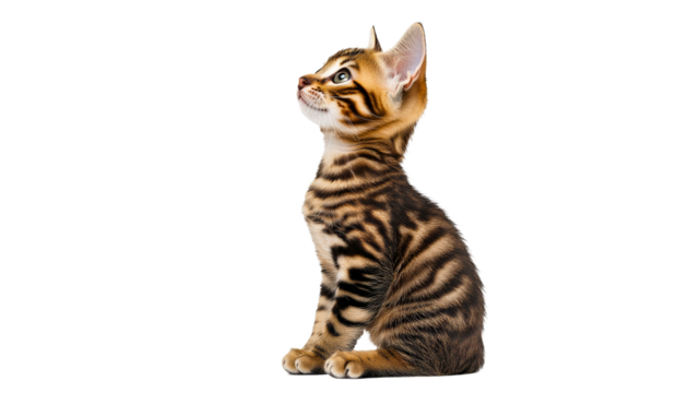Playful Bengal kitten poses for a close up shot