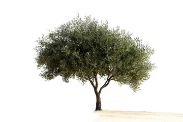 Olive Tree with Lush Green Leaves on Sandy Ground in Natural Environment